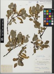 Foto von Salix glabra Scop.